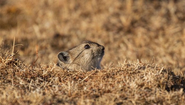 内蒙古一周报告3例鼠疫病例，会造成大范围传播吗？