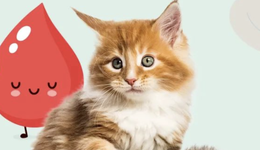 雀巢寵物布局大盤點(diǎn)：10億元天津建廠投產(chǎn)，聯(lián)手新瑞鵬押注寵物醫(yī)療