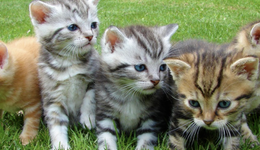 寵物經(jīng)濟(jì)：情感的盡頭是生意