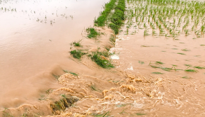 东北洪涝,稻谷,粳米,金健米业,影响