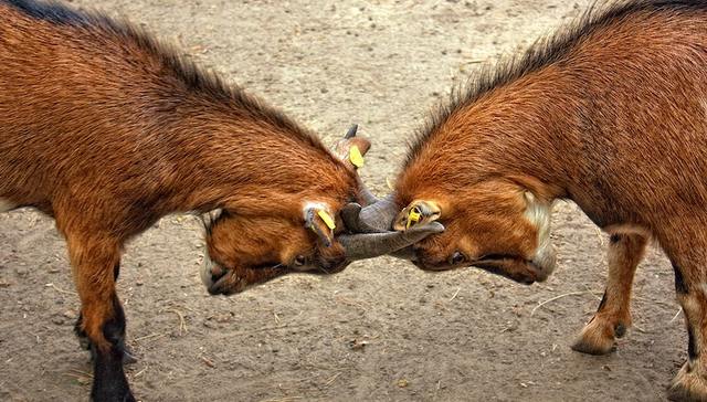 销售渠道,小米,一加手机,市场竞争,