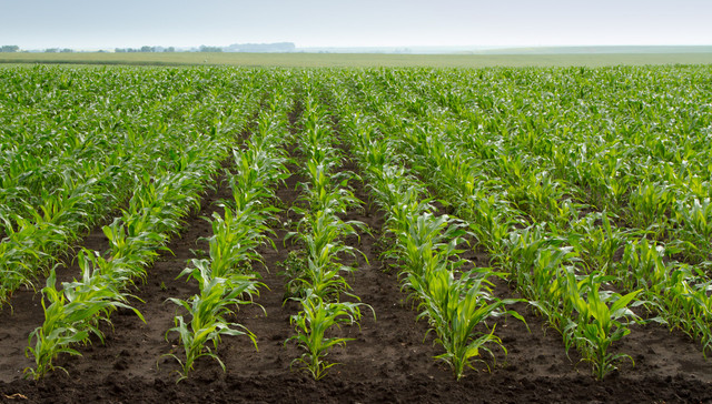 冲刺,全球，种业龙头,隆平高科,斥资8亿,布局海外