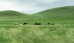 2.5萬(wàn)倍溢價(jià)買(mǎi)地種草？驚動(dòng)監(jiān)管后鵬都農(nóng)牧終止關(guān)聯(lián)收購(gòu)