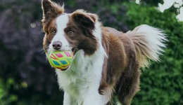 乖寶VS中寵，兩大寵糧巨頭握手言和了？