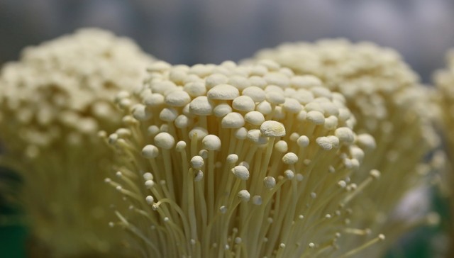 转型,万辰生物,增收不增利,销售费用,暴增,8735.46%