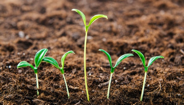 量价齐跌,江苏种业,龙头,苏恳农发,营收、利润,双双下滑