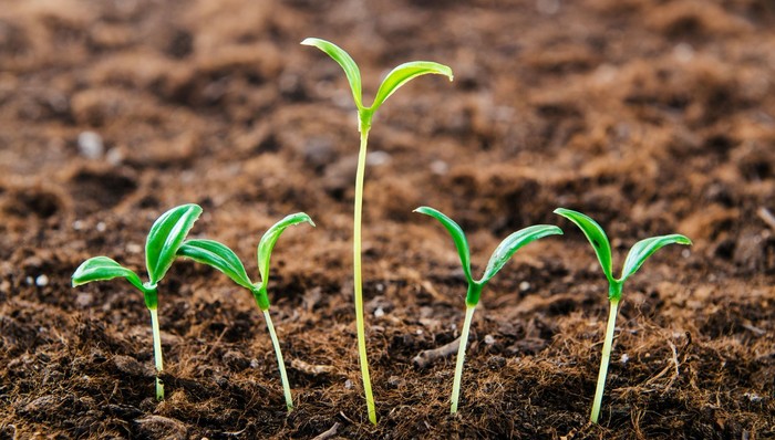 量价齐跌,江苏种业,龙头,苏恳农发,营收、利润,双双下滑