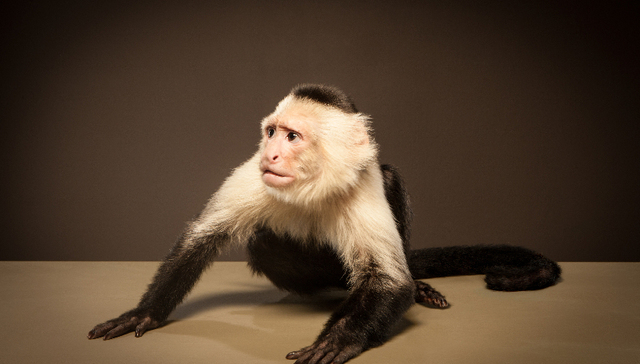 实验猴价格大跌，益诺思IPO生变