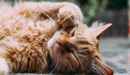 花費2.5萬只報銷1500，年輕人爆買的寵物險套路有多深？