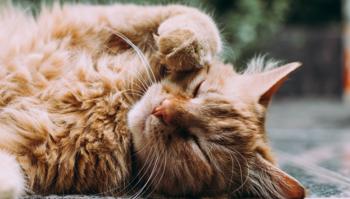 宠物保险,年轻人,宠物医疗,造富,理赔,