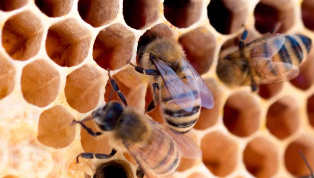 表现遗传学,研究报告,DNA,基因表达,