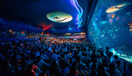 強(qiáng)勢(shì)復(fù)蘇！海昌海洋公園上半年收入大增，上海公園收入同比增長212.6%