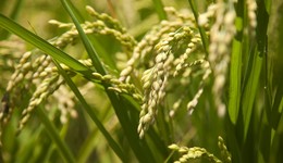 國家糧食安全報告提請審議：強化法治保障，健全主產(chǎn)區(qū)利益補償機制