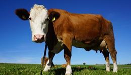 稀缺性or独木桥？草饲奶粉该怎么走