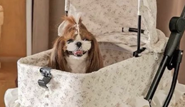 從亞寵展看寵物經(jīng)濟三大趨勢：健康化、出?；?、情緒化