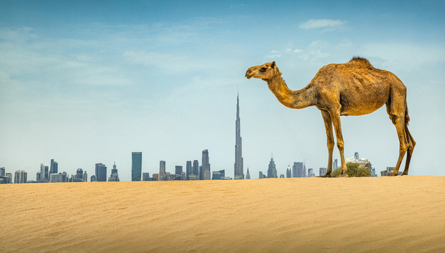 既是人间，也是天堂｜畅游迪拜③