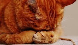 千億級寵物藥賽道爆火，國內(nèi)企業(yè)正面臨這三個問題