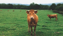 買來的“兒子”涉嫌非吸，福成股份從賣墓地回歸養(yǎng)牛