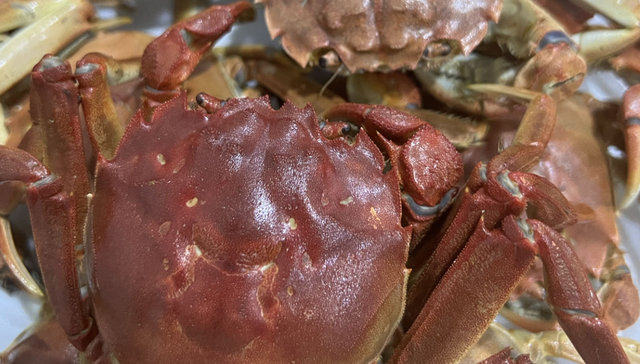 新疆,海鲜,养殖,消费,投资