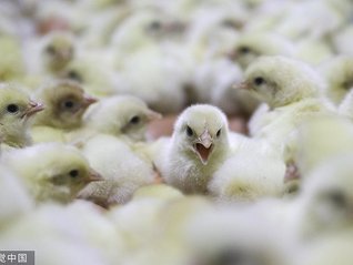 鸡苗生意又火了，益生股份、民和股份8月销售量价齐升