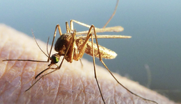 没有一只蚊子，能活着逃出新加坡