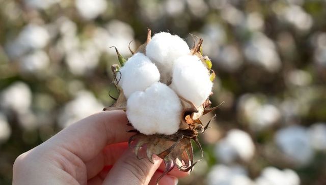 IPO雷达 | 晨光生物旗下新疆晨光冲北交所：研发费用率不足0.1%，实控权或不稳