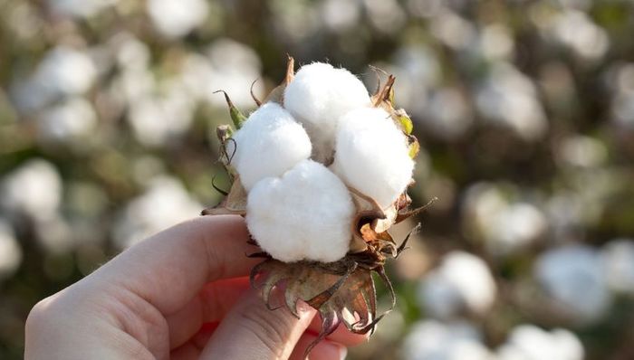 IPO雷达 | 晨光生物旗下新疆晨光冲北交所：研发费用率不足0.1%，实控权或不稳
