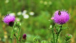 卖爆抖音快手，“护肝神药”奶蓟草是智商税吗？