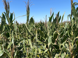 康农种业冲刺北交所，募资2亿建设杂交玉米种子基地
