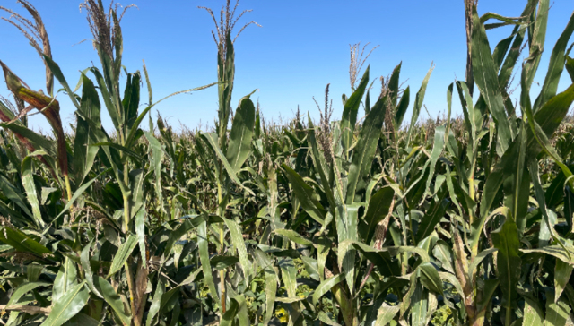 康农种业,冲刺,北交所,募资,近2亿多,助力,杂交玉米,种子基地