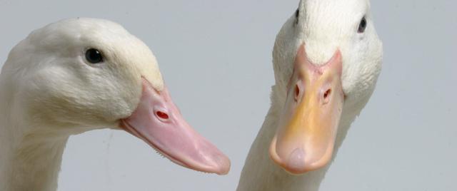 肉鸭行业现产能过剩，商业化高效育种、预制菜能否带来新增量？