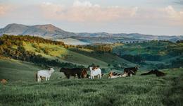 原料奶過(guò)剩，上游牧場(chǎng)何以脫困？