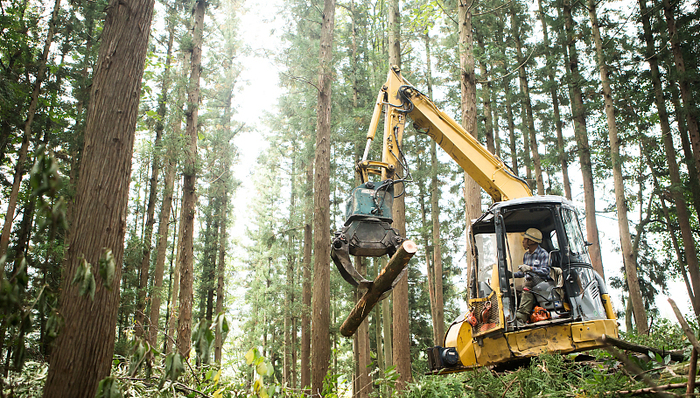 盘前机会前瞻|林业经济迎政策利好，这几家公司已深度布局林业碳汇项目（附概念股）