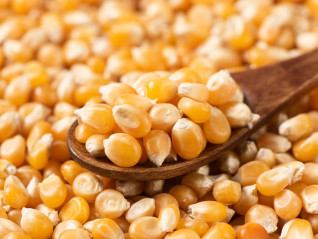 康农种业IPO遇阻，北交所再问2.5万吨产能可行性