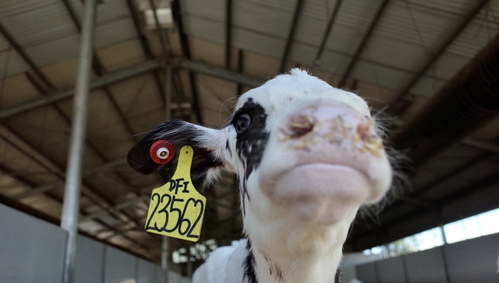 探访雀巢奶牛养殖培训中心：正在研究减少牛屁碳排放