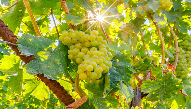 【深度】阳光玫瑰败局：为什么网红水果难逃烂市命运？