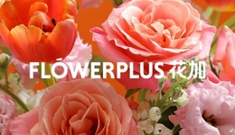 知名鮮花電商花加沒能迎來“春天”，這個賽道有多卷？