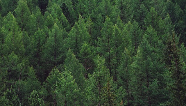 林业碳汇将铺开，权益保障和监管情况如何？听听法学家怎么说