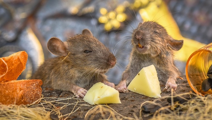 科学家发现怀孕改变小鼠大脑，“一孕傻三年”有依据了？