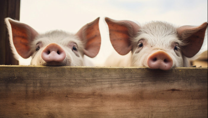 猪周期,刘永好,新希望,业绩,股价