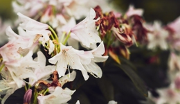 一家鮮花電商，凋零在秋天里