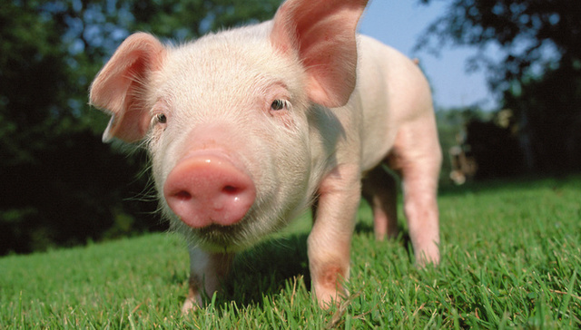 谢氏家族,泰国首富,IPO,正大股份,终止