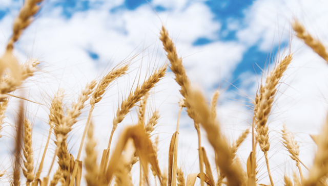 腾讯,阿里,京东,拼多多,电商