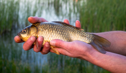 地方新聞精選 | 廣州規(guī)定隨意放生危害生態(tài)最高罰10萬(wàn) 長(zhǎng)沙電信大樓火災(zāi)25人被追責(zé)