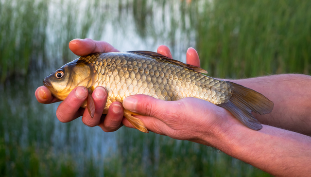 地方新闻精选 | 广州规定随意放生危害生态最高罚10万 长沙电信大楼火灾25人被追责