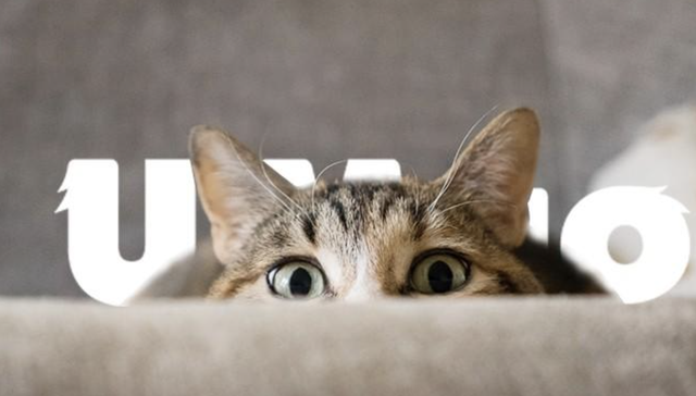 社交,娱乐,互联网,躲猫猫,游戏