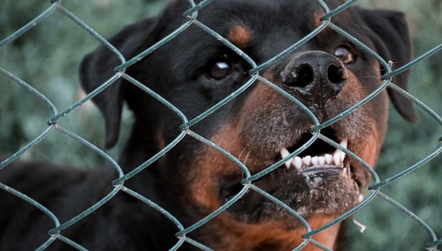 地方新闻精选 | 成都警方已部署秋季犬只专项整治 广东个体工商户突破1000万户