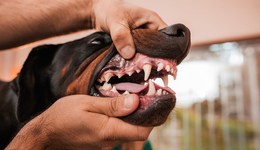 法治面 | 恶犬伤人缘何频发？犬主较少追究刑责，违法成本过低