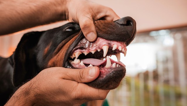 法治面 | 恶犬伤人缘何频发？犬主较少追究刑责，违法成本过低