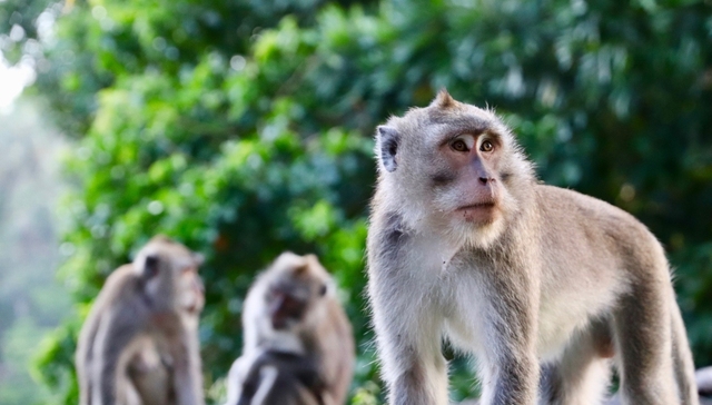 医药,创新,企业研发,动物实验,食蟹猴,价格